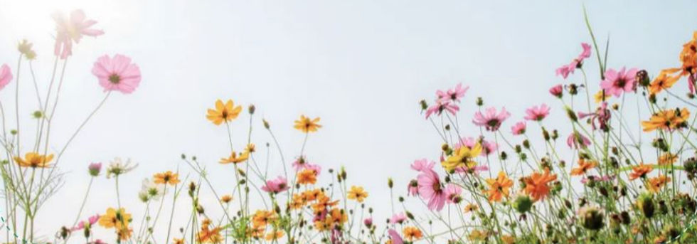 field of flowers_edited_edited.jpg