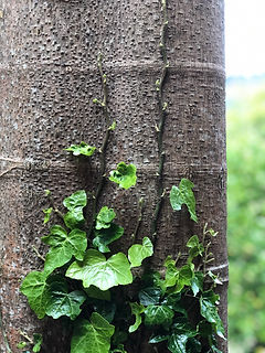 IMG_1314.jpeg