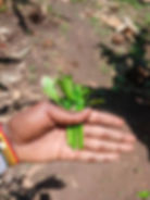 coffee cuttings techniques