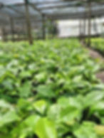 coffee nursery bed