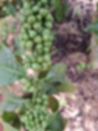 IMG-20260409-WA0039.jpg