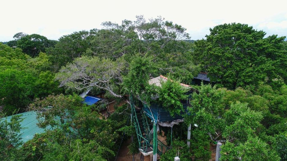 Yala Tree House Safari
