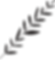 Branch