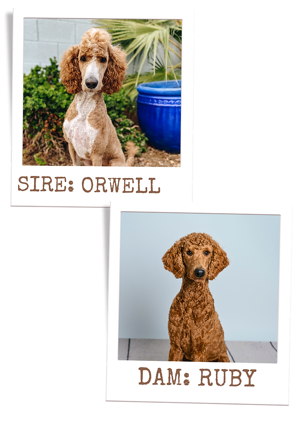 Brown Collage Lost Dog Poster.png