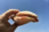 pane e radici