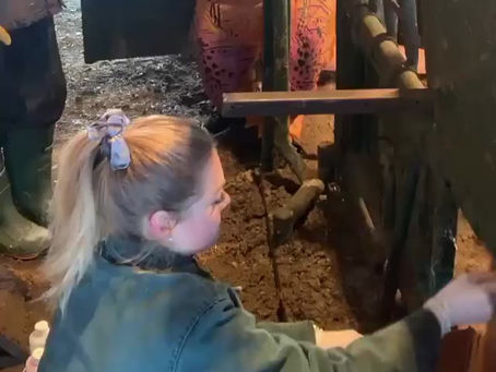 ABSCESSES in cattle