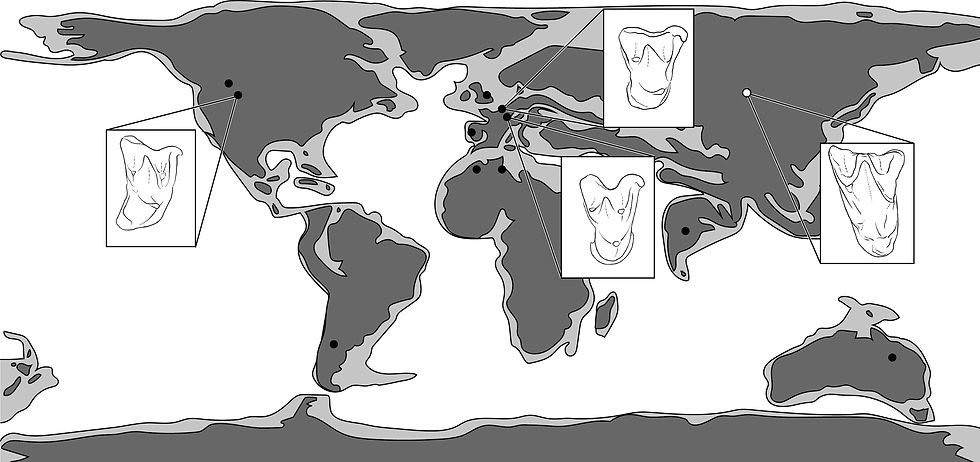 The earliest Asian bats