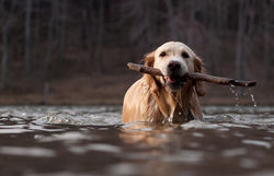 Fetching Sticks in the River is Fun!