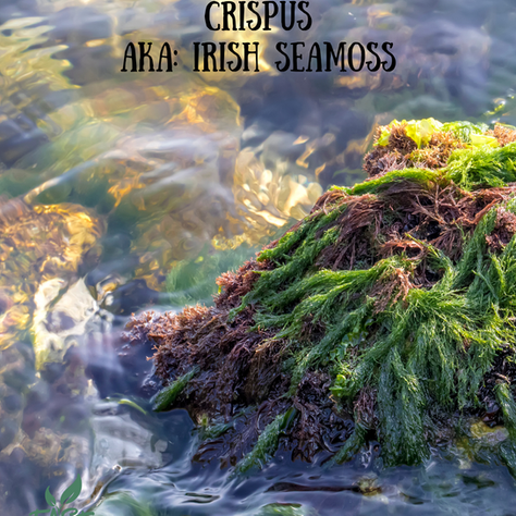 The Marvel of Chondrus Crispus: Health Benefits and Native Uses