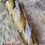 Thumbnail: Unique Glitter Black and Gold Milky Way Tumbler 30oz