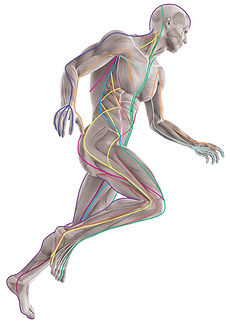 Anatomy Trains Buchcover myofasziale Leitbahnen Thomas Myers Faszienarbeit