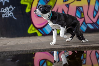 Hund vor Graffiti Hanau Klein-Auheim Steinheim Tierfotograf Tierfotografie Hund Border Collie Welpen