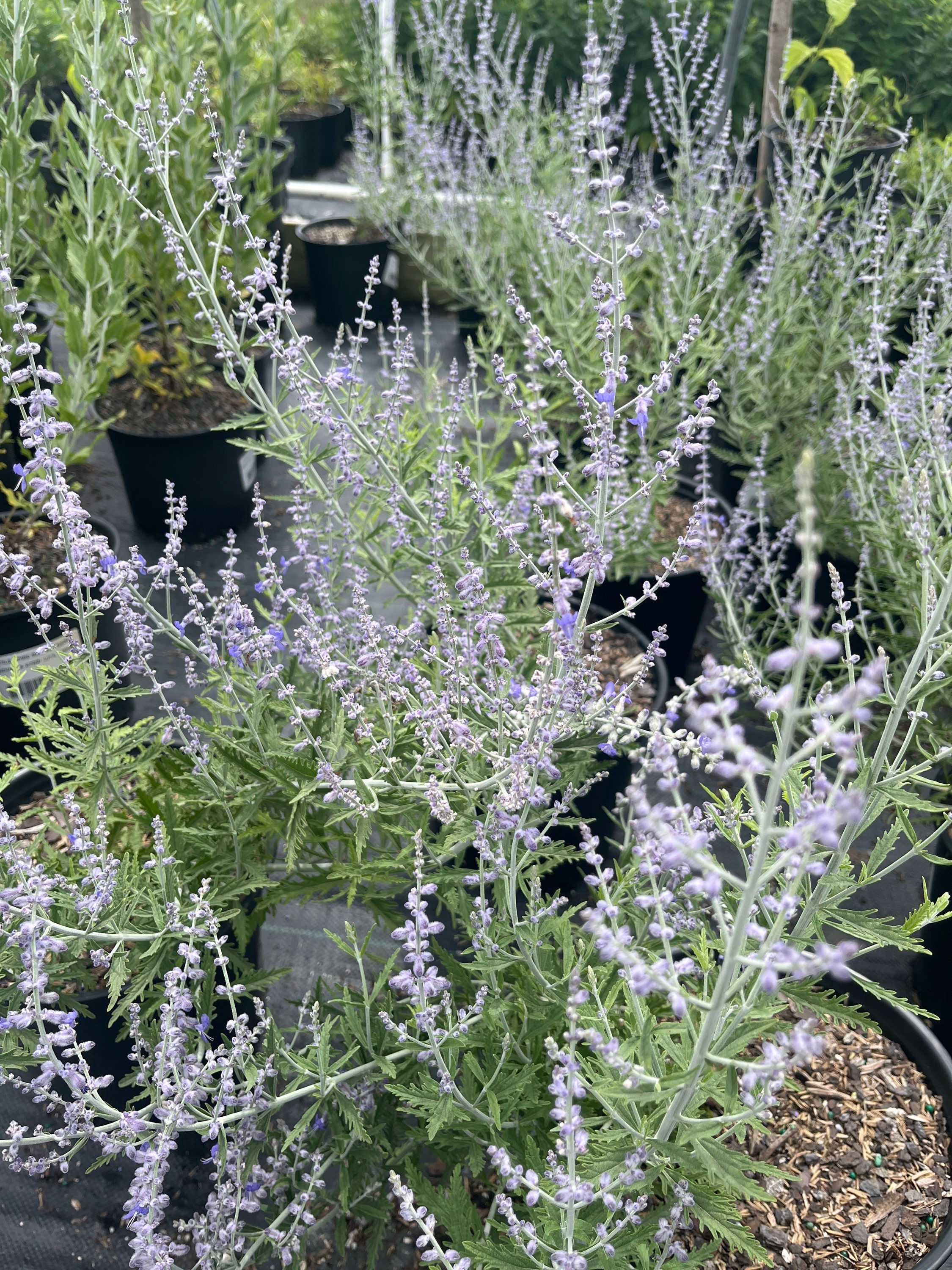 Lacey Blue Russian Sage