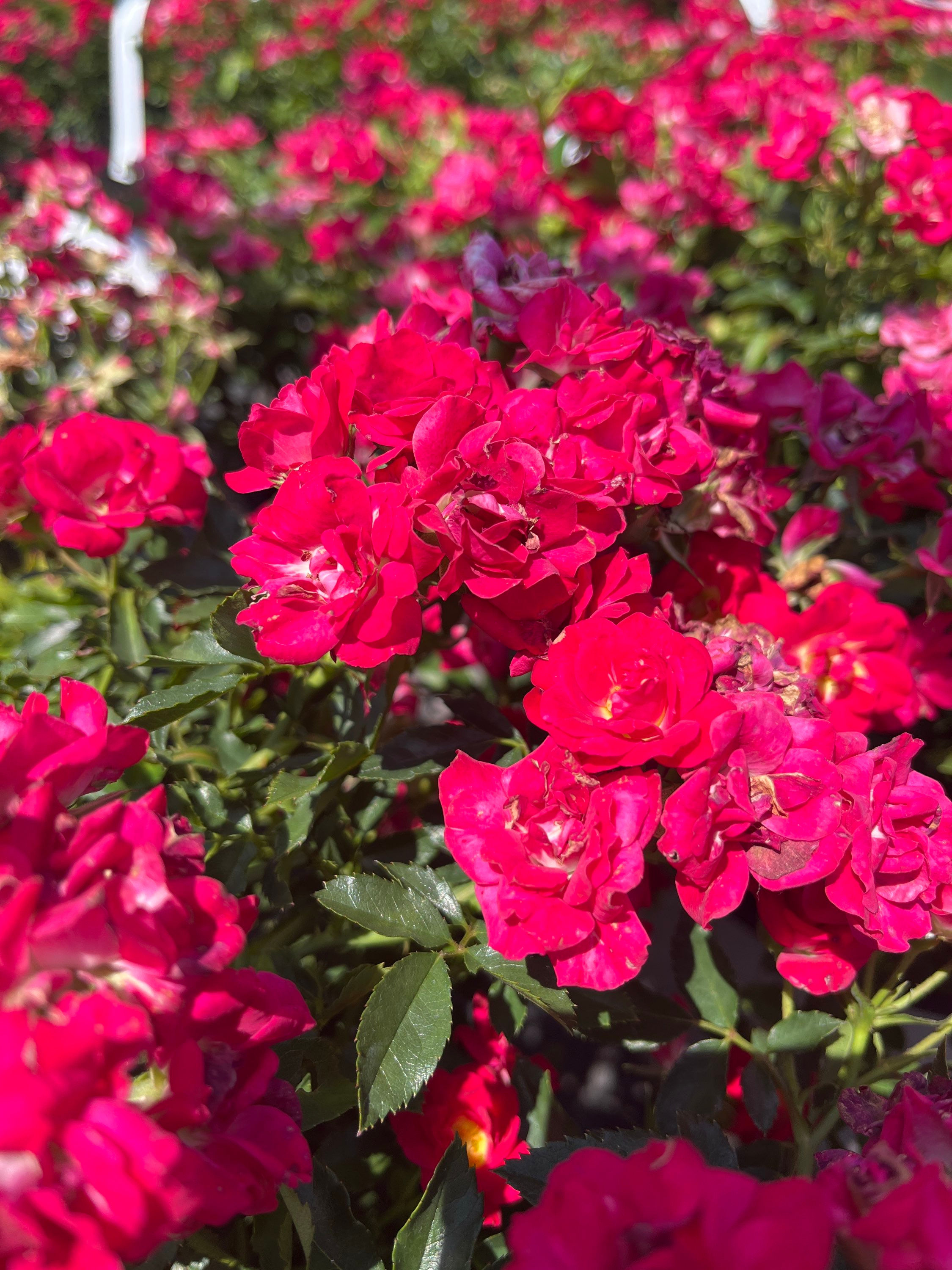 Red Drift Rose