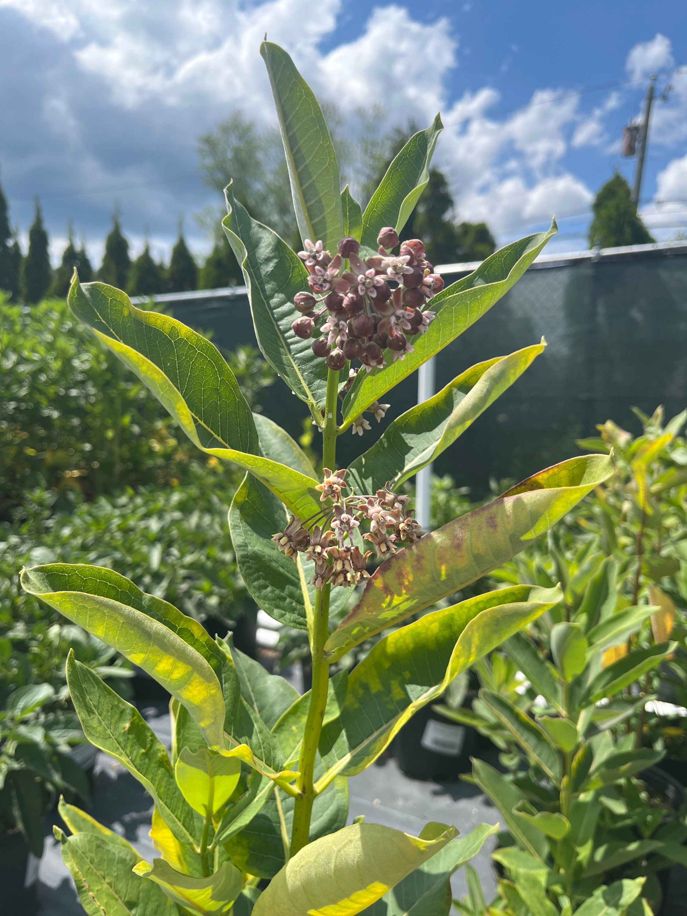 Common Milkweed