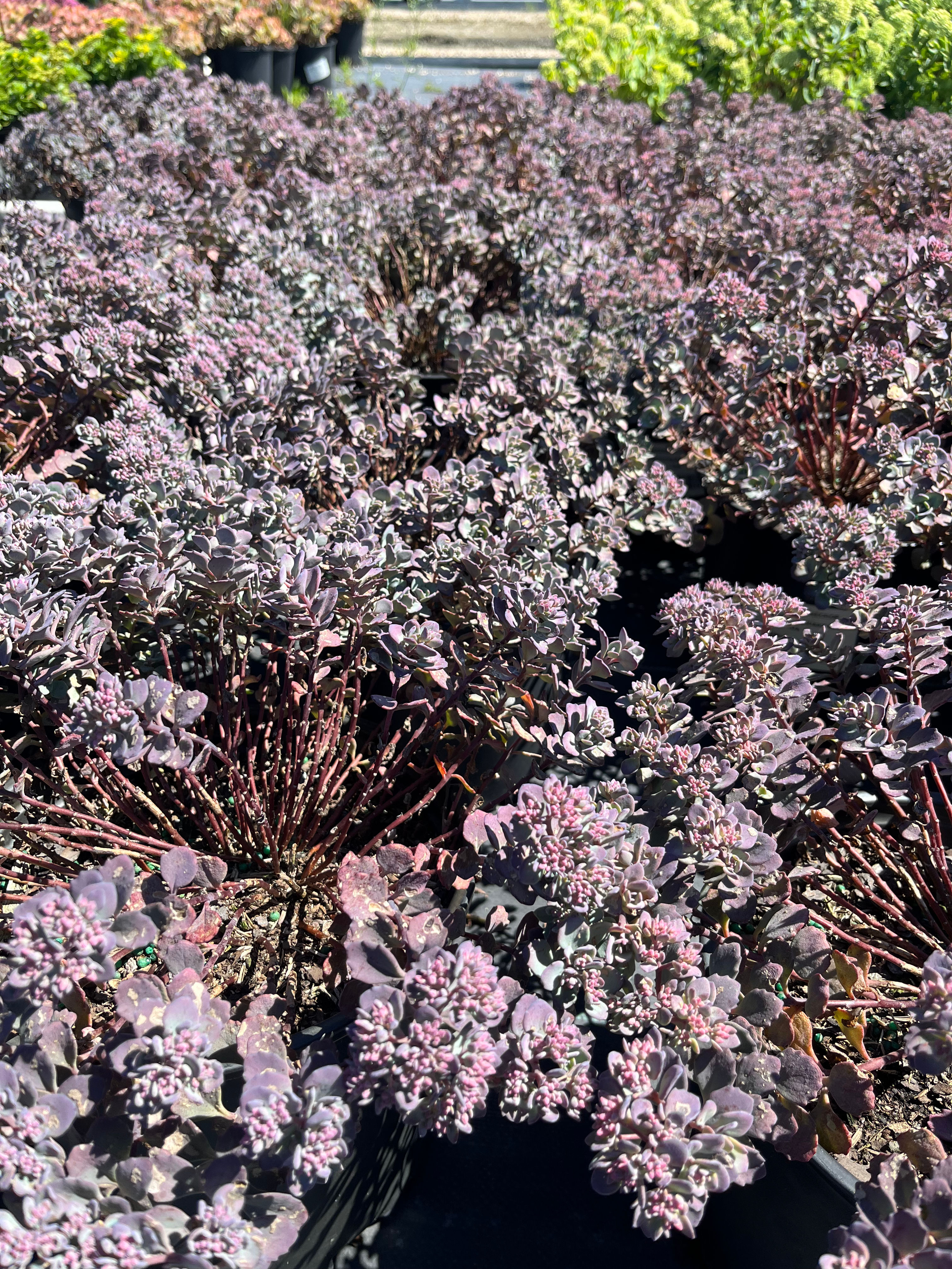 Lidakense Stonecrop