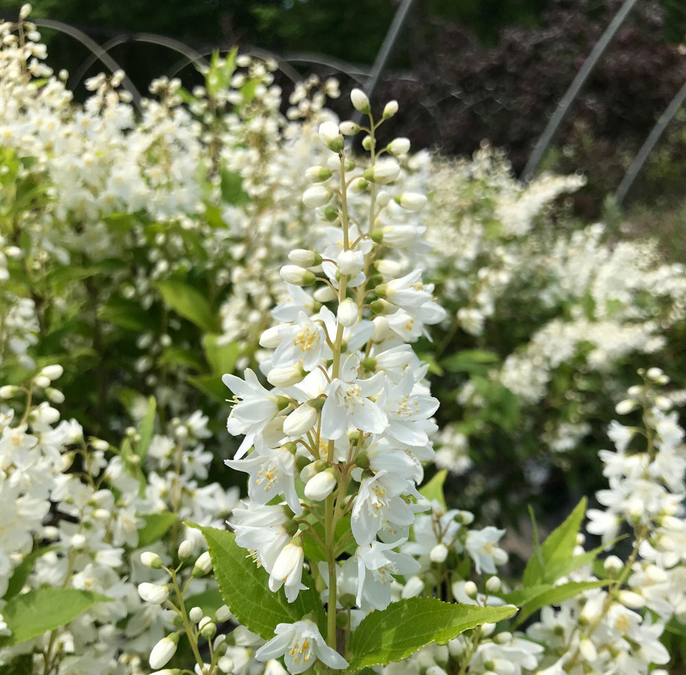 Slender Deutzia