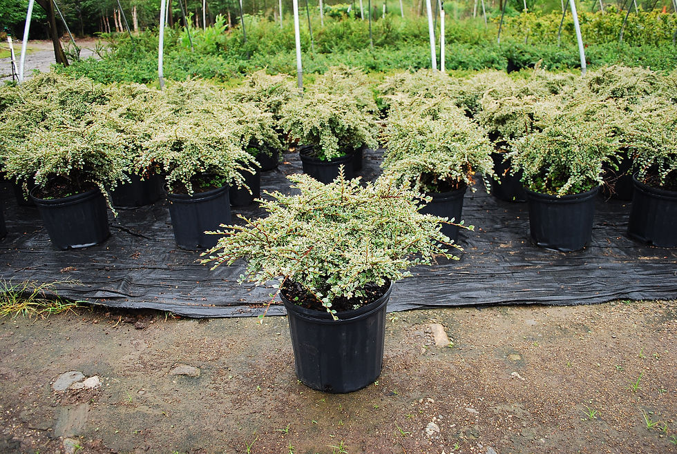 Thumbnail: Variegated Cotoneaster