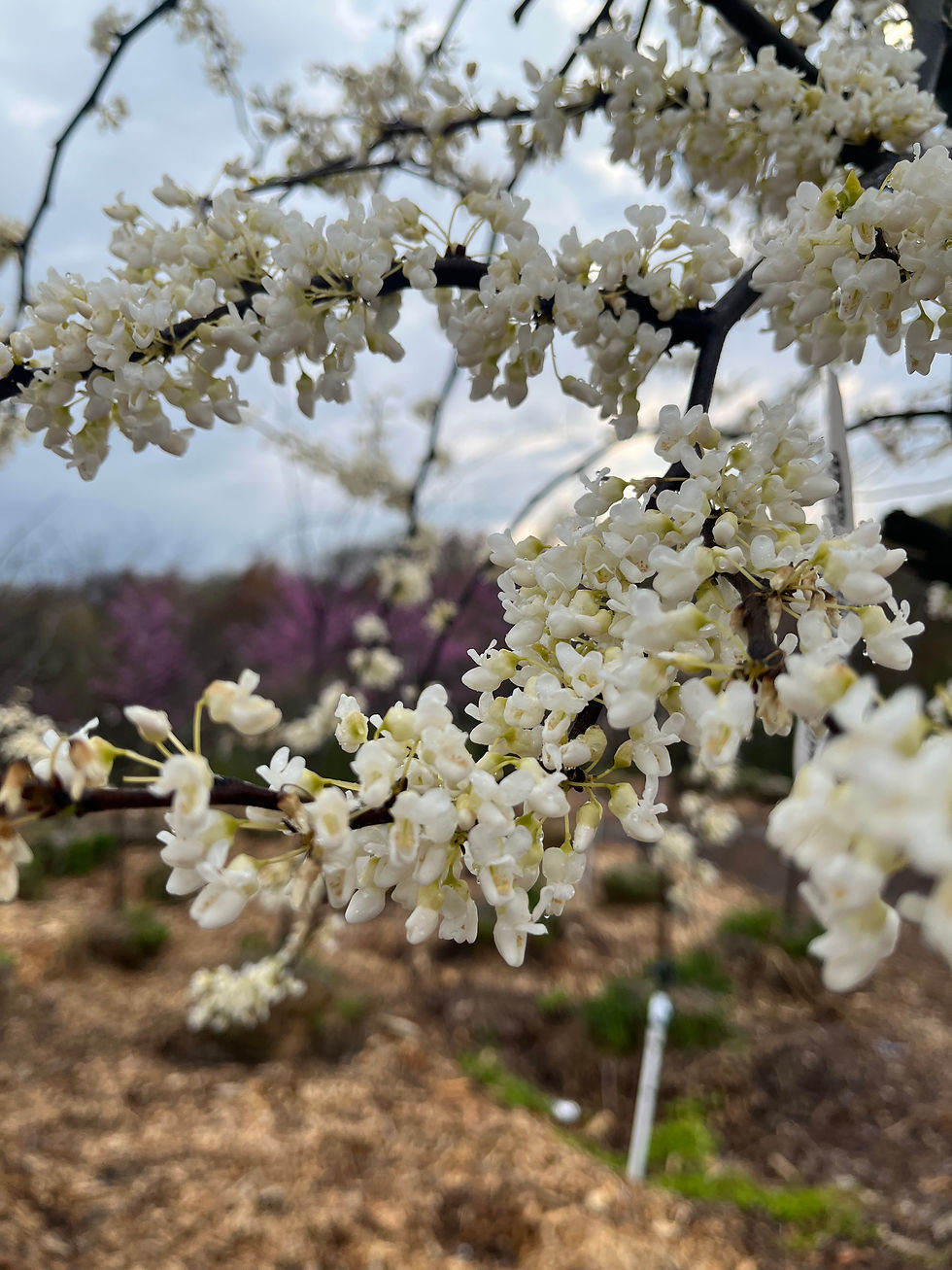 Thumbnail: Vanilla Twist Weeping Redbud
