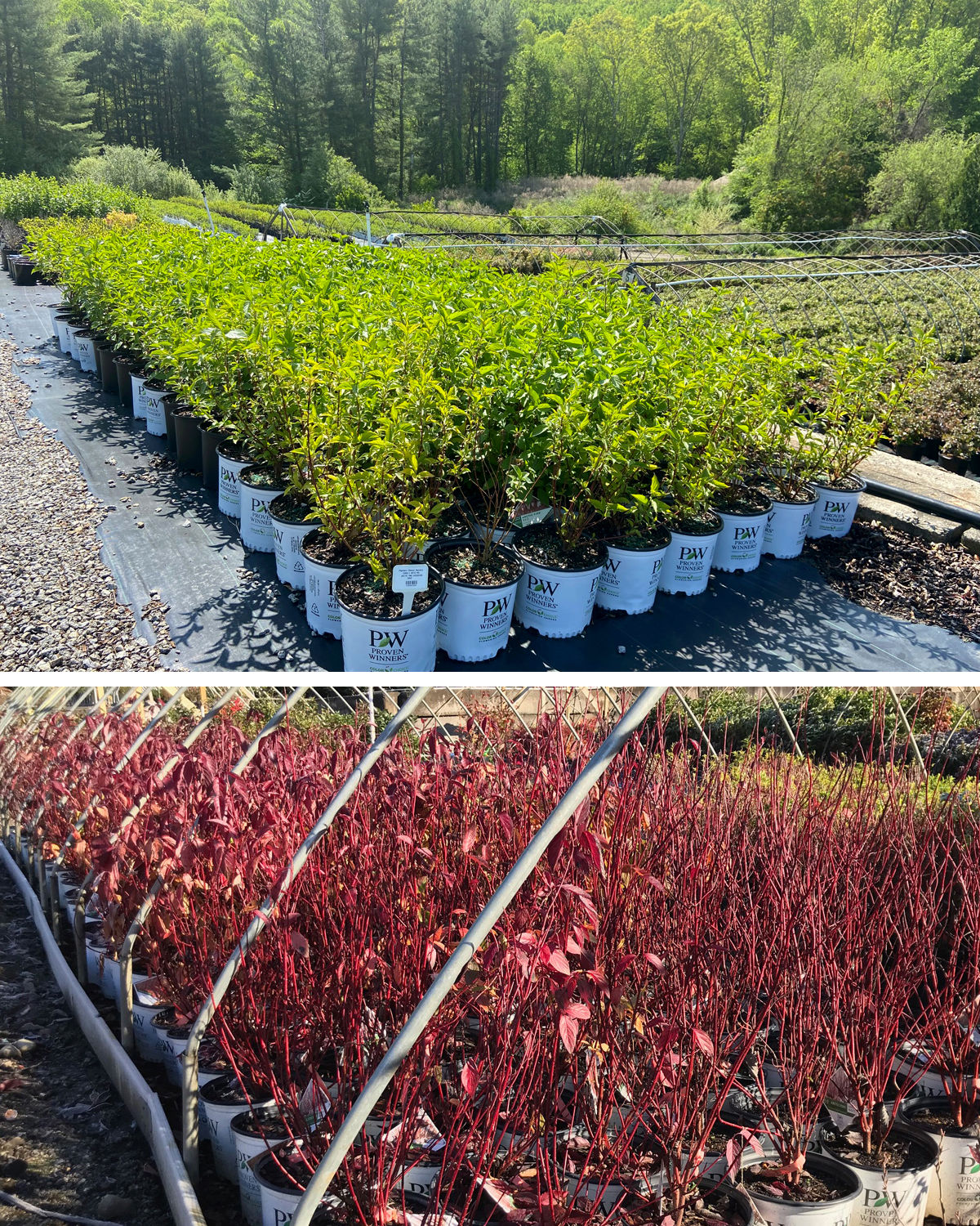 Arctic Fire Red Twig Dogwood