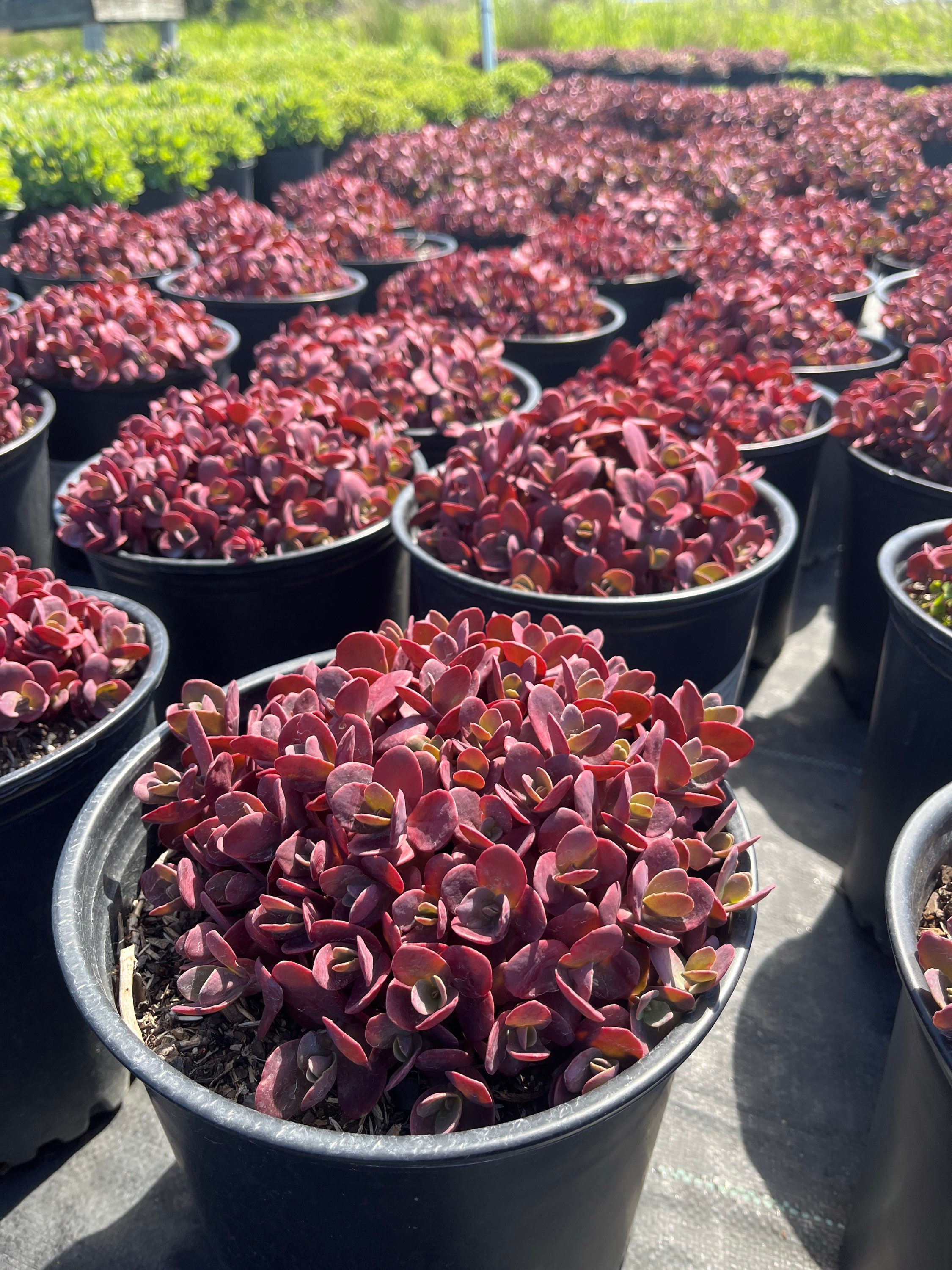 Sunsparkler Cherry Tart Stonecrop