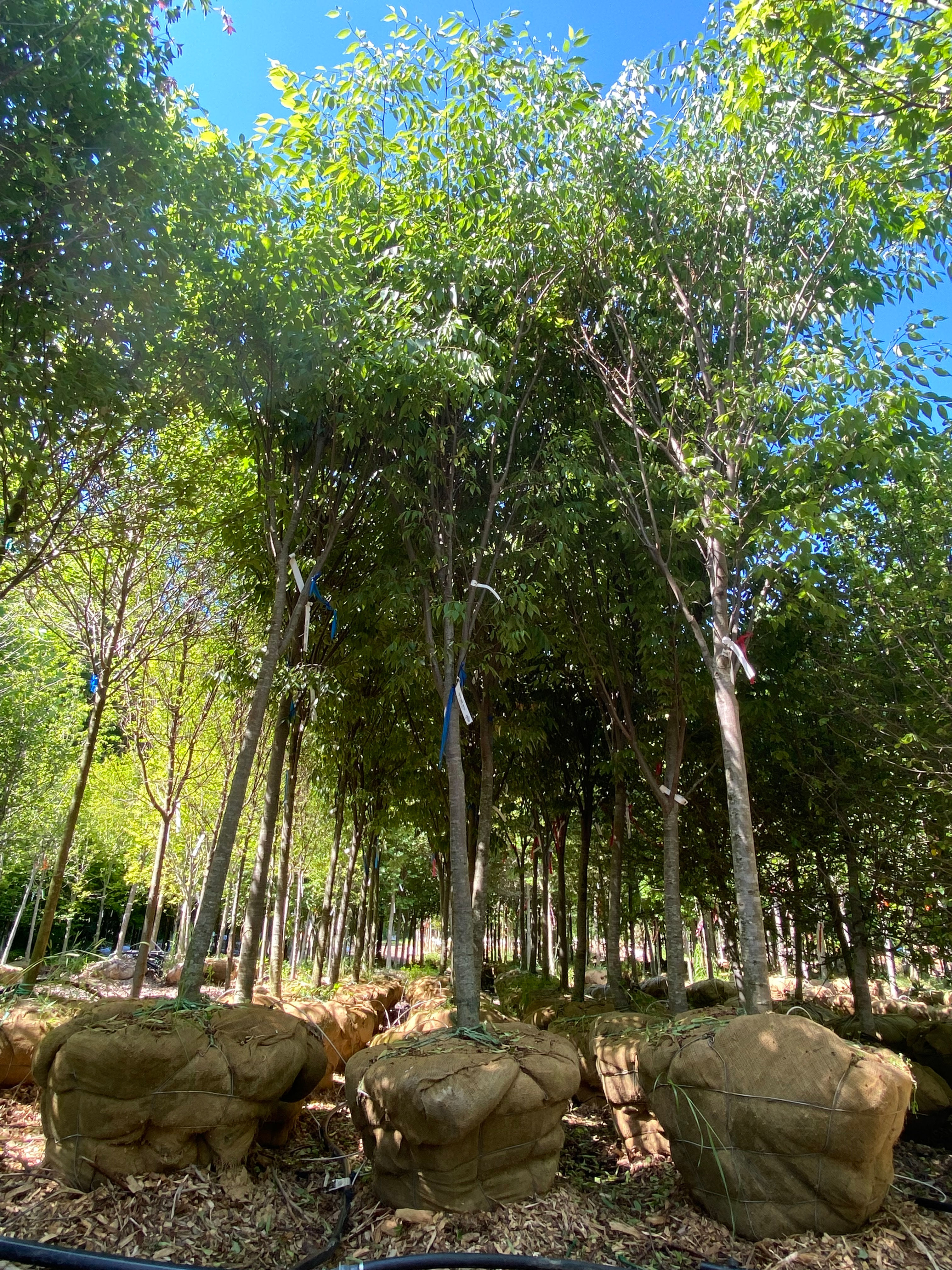 Village Green Zelkova