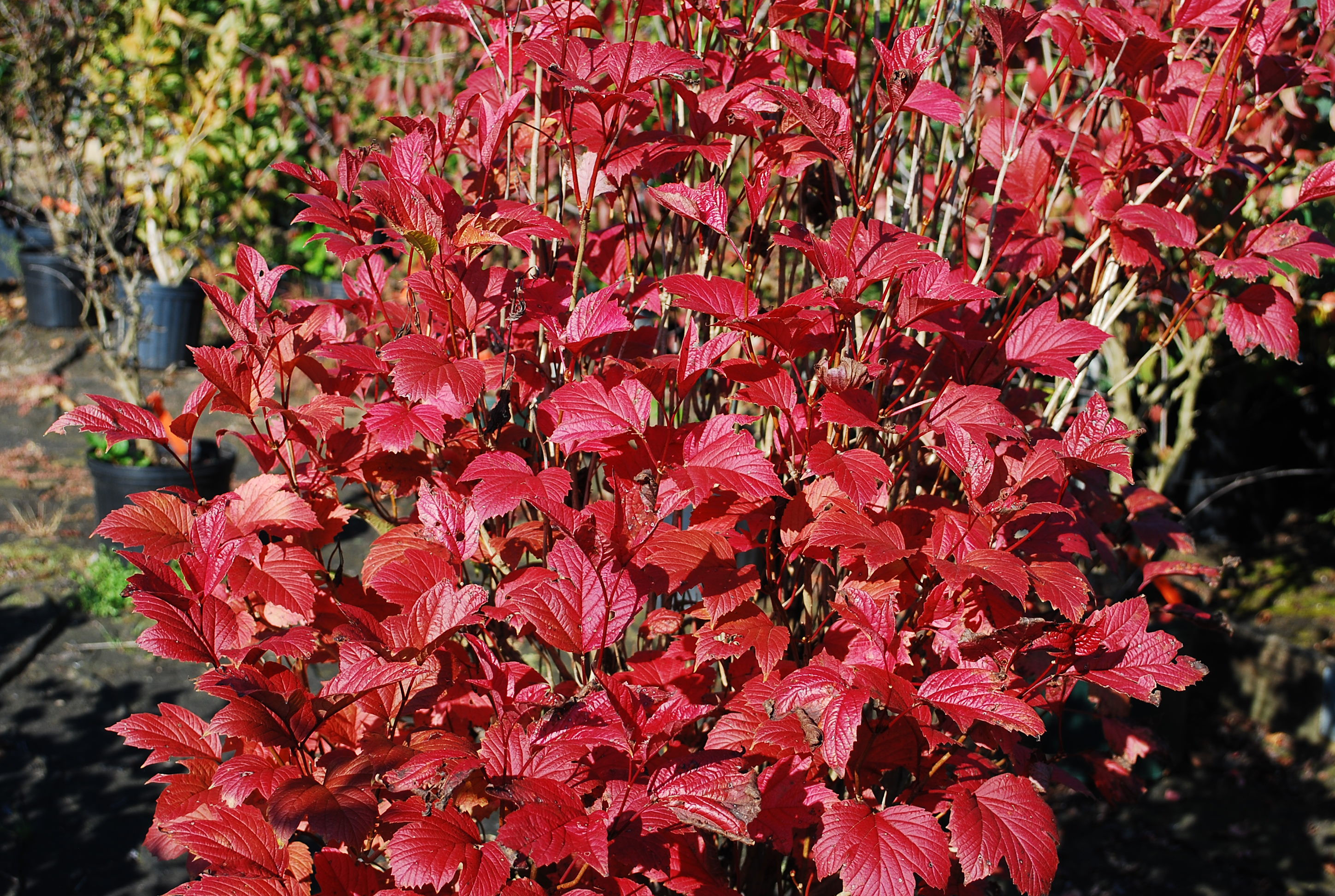Bailey's Compact Cranberrybush