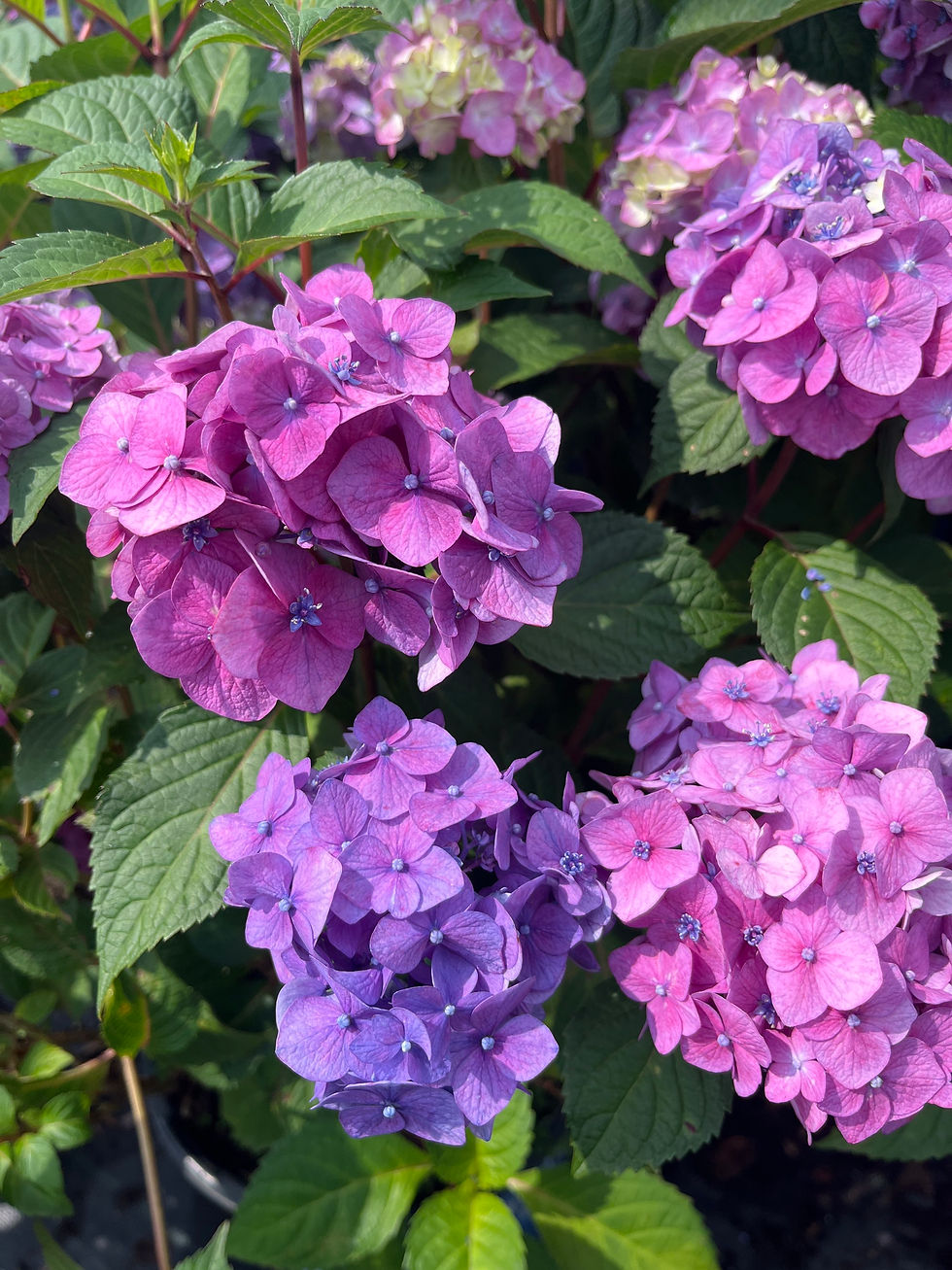 Thumbnail: Bloomstruck Hydrangea