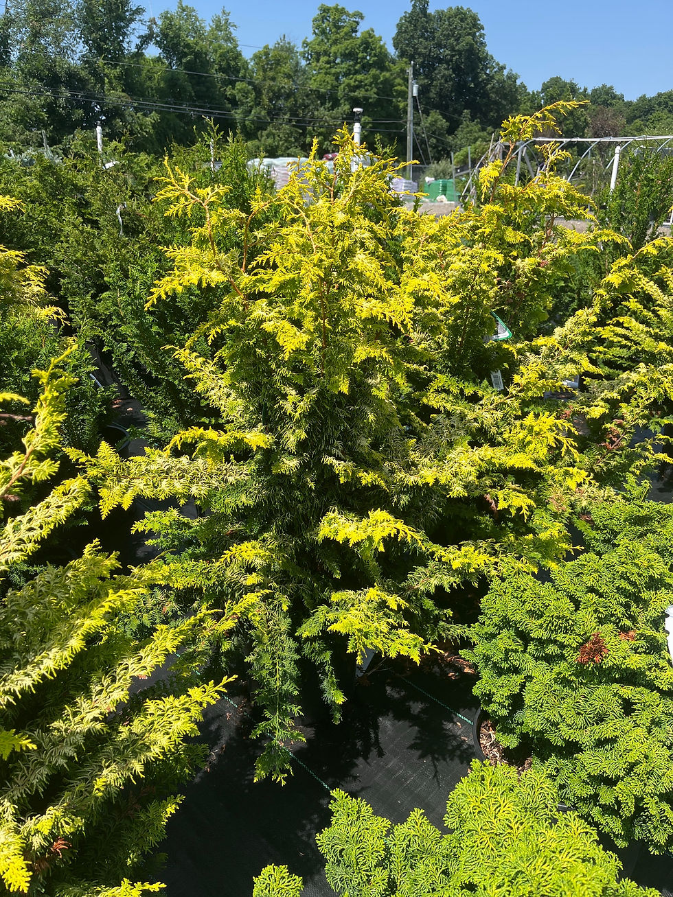 Thumbnail: Fernspray Gold Hinoki Cypress
