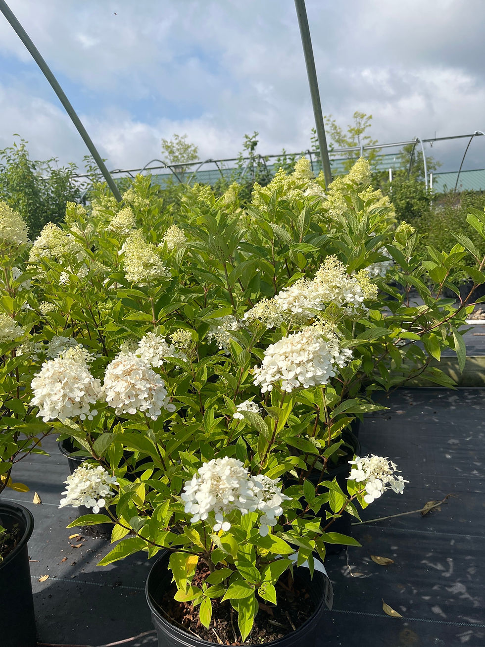Thumbnail: Sweet Summer Panicle Hydrangea