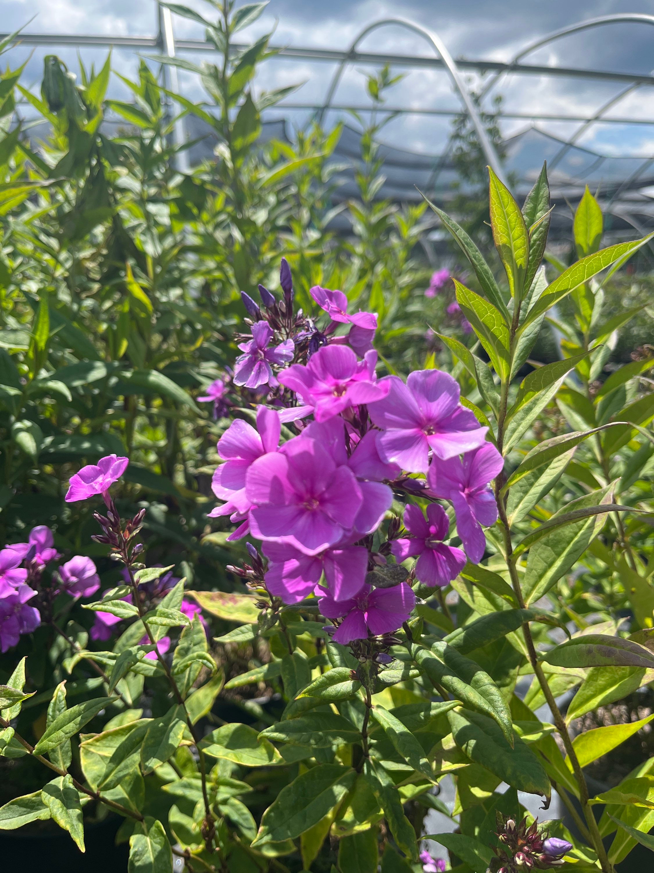 Blue Paradise Garden Phlox