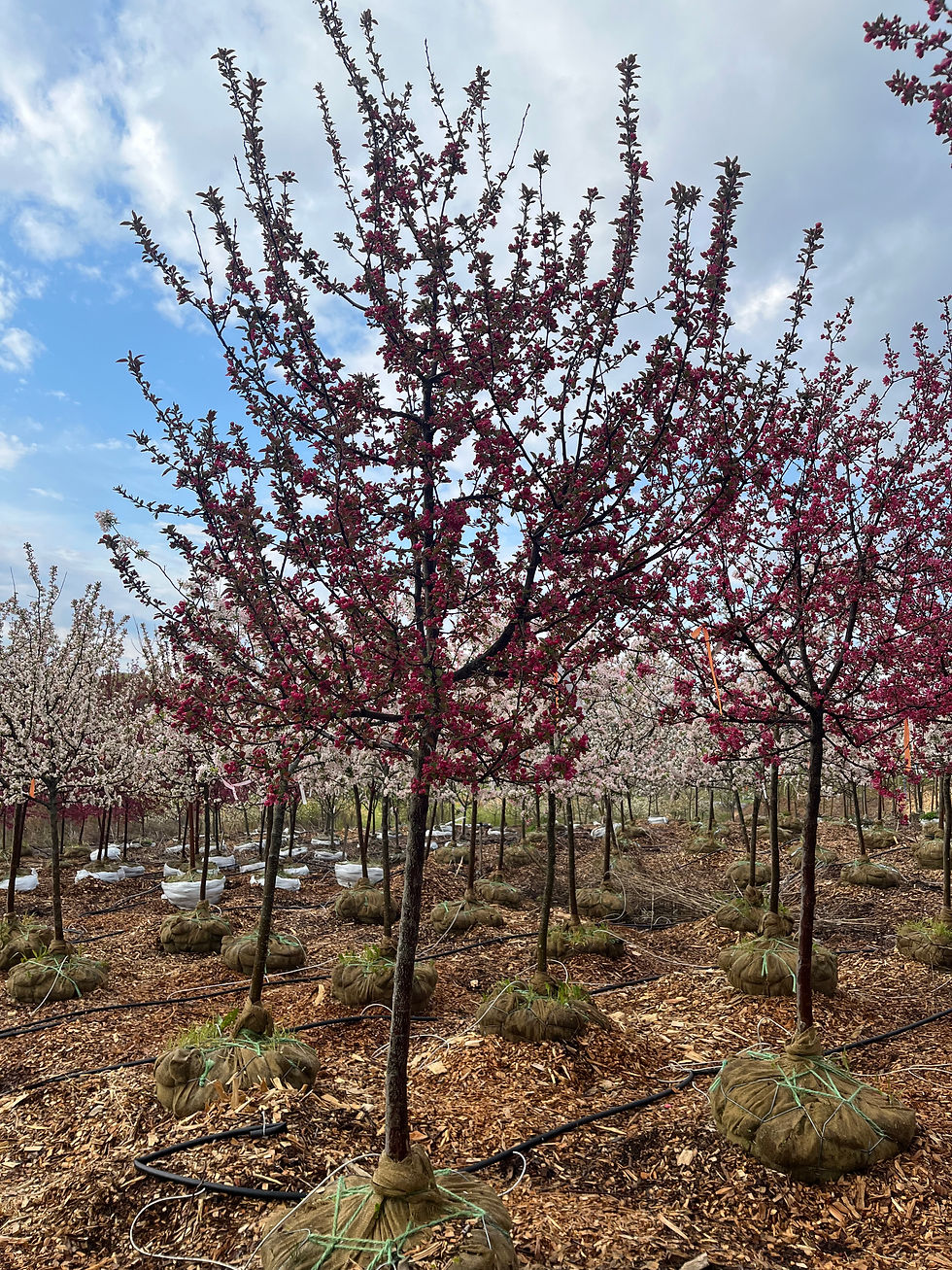 Thumbnail: Adams Crabapple