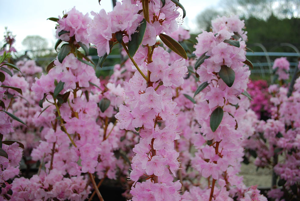 Thumbnail: Silvery Pink Rhododendron