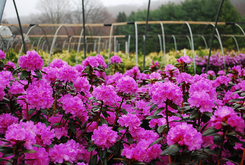 Thumbnail: PJM Elite Rhododendron