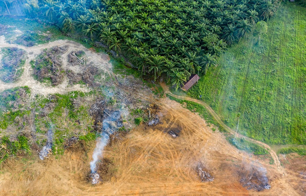 The Palm Oil Challenge – A Conservation Event