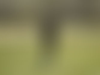 Hitchcock County Takes Team Title at DCS Invitational