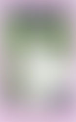 MUDRA DE LA DECISIÓN