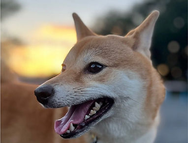 柴犬おいもの横顔
