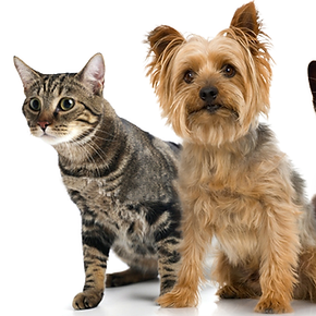 Pets
