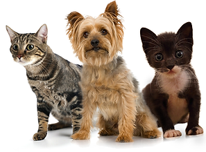 Pets