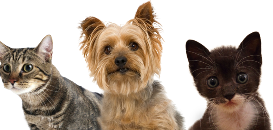 Pets