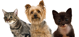 Pet Vendors