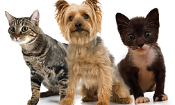 animaux domestiques