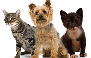 animaux domestiques