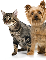 pet, dog, cat, odor, urine, tobacco, wet dog, dog smell, stink, smelly, feces, vomit