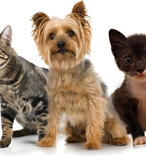 Pets