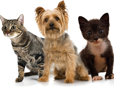 animaux domestiques