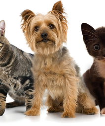 Pets