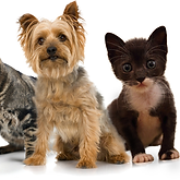 Pets