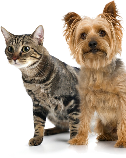 Pets